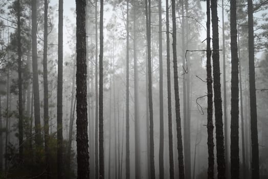 Foggy forest landscape with pines. Mysterious misty day in the woods. Hiking in a cloud. Mostly blurred horizontal photo, dark and atmospheric