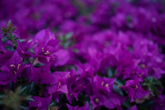 Bougainvillea flowers, mostly blurred photo with some leaves in the foreground. Flowery purple background