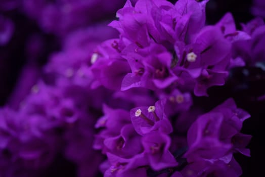 Bougainvillea flowers on black background, mostly blurred photo. Lilac or violet color. Tropical flora