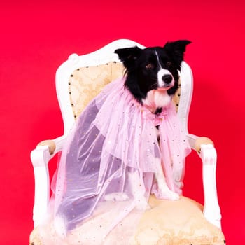 Happy black dog border collie portrait on a yellow and red background