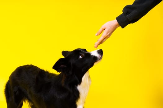 Puppy learning to obey. Dog training owner giving prize to dog. Isolated background, border collie