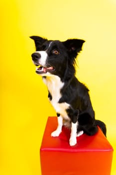 Puppy learning to obey. Dog training owner giving prize to dog. Isolated background, border collie