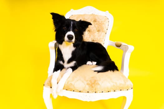 Puppy learning to obey. Dog training owner giving prize to dog. Isolated background, border collie