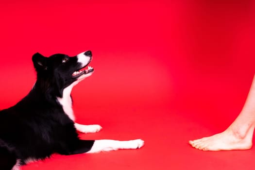 Puppy learning to obey. Dog training owner giving prize to dog. Isolated background, border collie