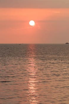 Silhouette of seagulls flying with the sunset