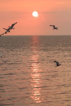 Silhouette of seagulls flying with the sunset