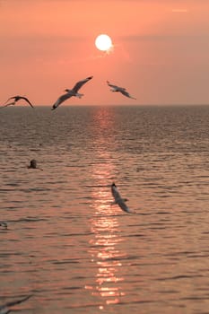 Silhouette of seagulls flying with the sunset