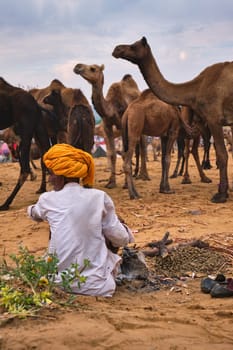 Pushkar, India - November 6, 2019: Indian rural village man and his camels at Pushkar camel fair (Pushkar Mela) - annual camel livestock fair, one of world's largest camel fairs and tourist attraction