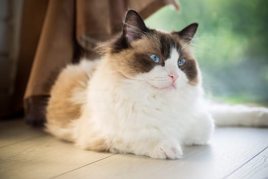 Beautiful young white purebred Ragdoll cat with blue eyes, at home.