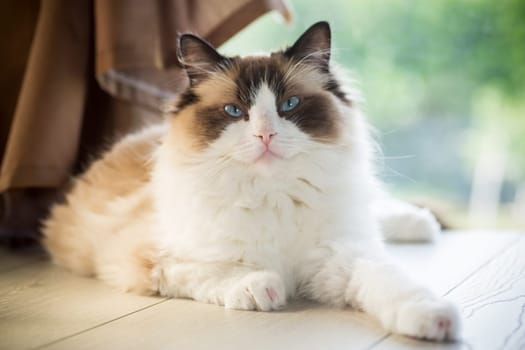 Beautiful young white purebred Ragdoll cat with blue eyes, at home.