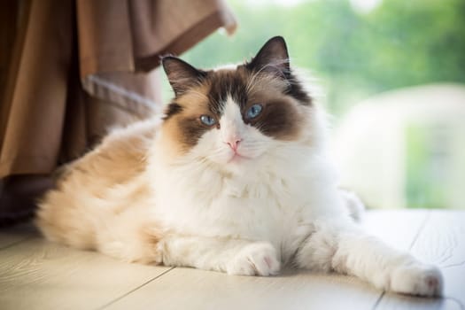 Beautiful young white purebred Ragdoll cat with blue eyes, at home.