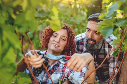 Beautiful smiling couple is cutting grapes at a vineyard.