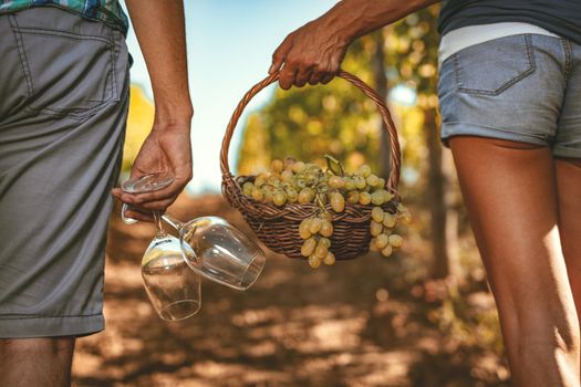Rear view of a beautiful couple walking through a vineyard with a basket full of grapes and wine glasses.