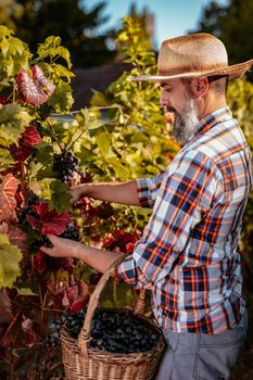 Handsome bearded wine maker with straw hat is cutting grapes at a vineyard.