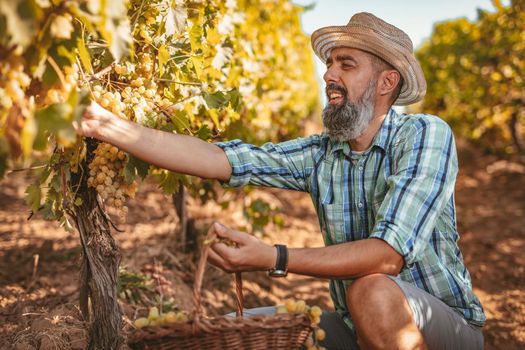 Handsome smiling winemaker with straw hat cutting grapes at a vineyard.