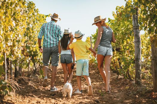 Beautiful young smiling family of four walking through a vineyard. Rear view.