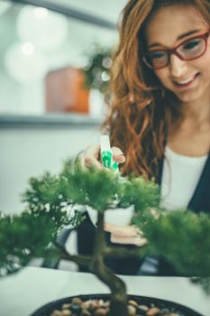 Young business woman working in the office and she sprays water on bonsai tree and smiles.