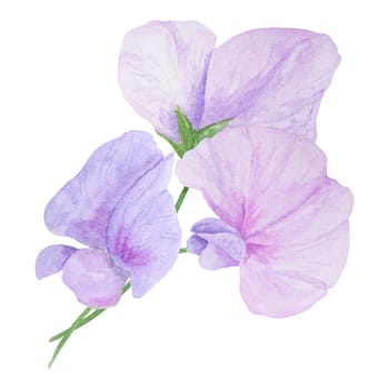 Garden lilac, violet, pink Lathyrus watercolor illustration. Hand drawn botanical painting, floral sketch. Colorful sweet pea flower clipart for summer or autumn design of wedding invitation, prints, greetings, sublimation, textile