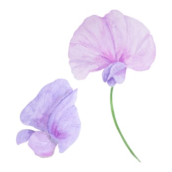 Garden lilac, violet, pink Lathyrus watercolor illustration. Hand drawn botanical painting, floral sketch. Colorful sweet pea flower clipart for summer or autumn design of wedding invitation, prints, greetings, sublimation, textile