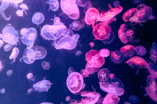 Colorful Jellyfish underwater. Jellyfish moving in water.