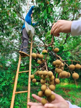 Thai agriculture is harvesting longan fruit