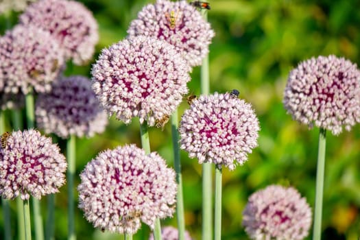 onion flower in the garden. Selective focus. Nature