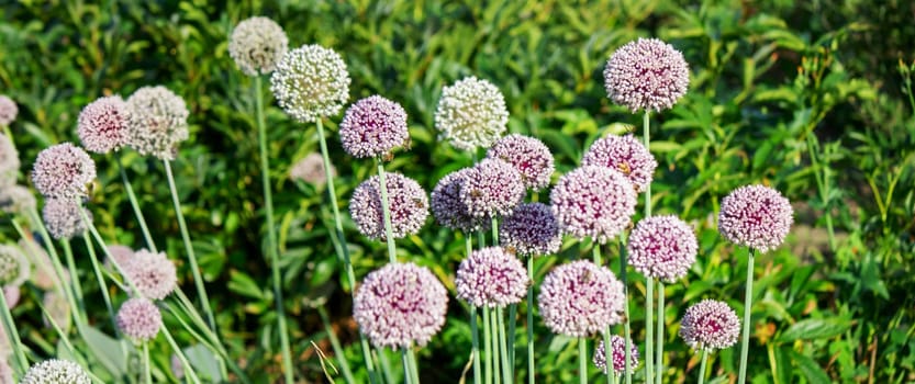 onion flower in the garden. Selective focus. Nature