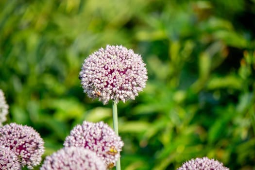 onion flower in the garden. Selective focus. Nature