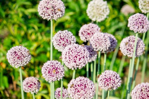 onion flower in the garden. Selective focus. Nature