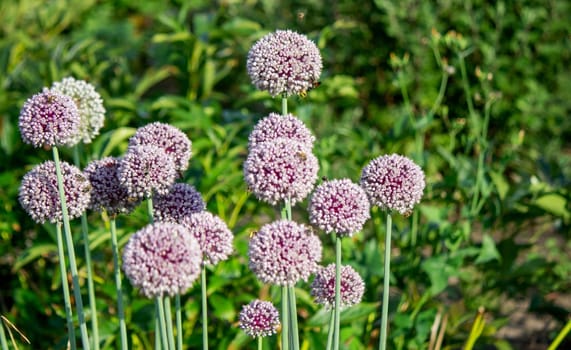 onion flower in the garden. Selective focus. Nature