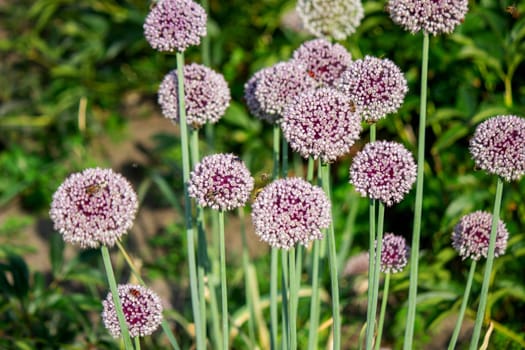 onion flower in the garden. Selective focus. Nature