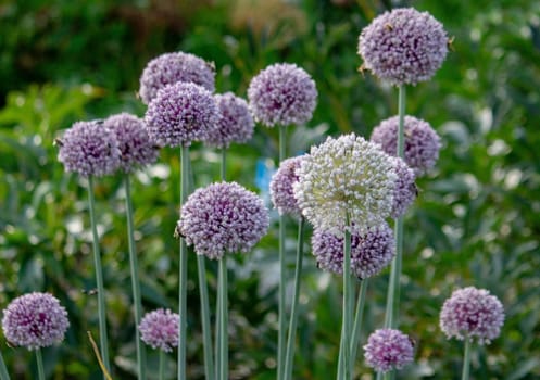 onion flower in the garden. Selective focus. Nature