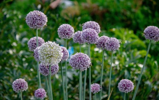 onion flower in the garden. Selective focus. Nature