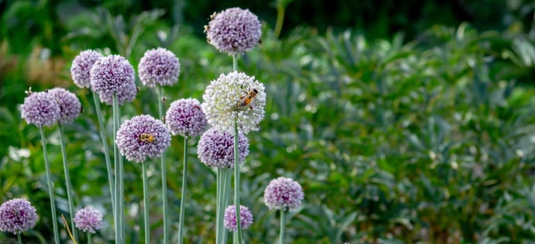 onion flower in the garden. Selective focus. Nature