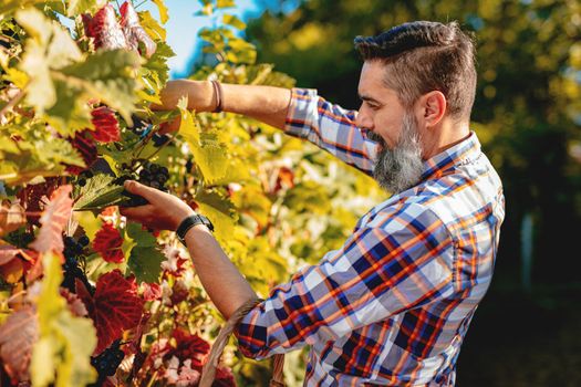 Handsome smiling bearded winegrower is cutting grapes at a vineyard.