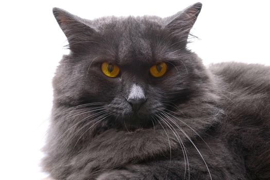 Beautiful nibelung cat resting on white isolated background. Portrait