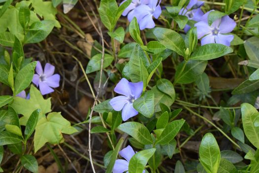 Vinca minor (common names lesser periwinkle, dwarf periwinkle, small periwinkle, common periwinkle) is a species of flowering plant native to central and southern Europe.