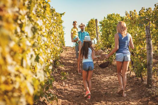 Beautiful young smiling family of four cutting grapes at a vineyard.