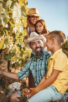 Beautiful young smiling family of four cutting grapes at a vineyard.