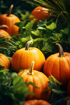 Close-up of ripe orange pumpkins in a field. Autumn, harvest. Selective focus. AI Generated.....