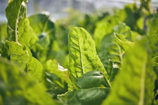 Spinach closeup, vegetable and leaves, agriculture and green harvest, sustainable and agro business. Greenhouse, farming and fresh product with food, nutrition and wellness, eco friendly and nature.