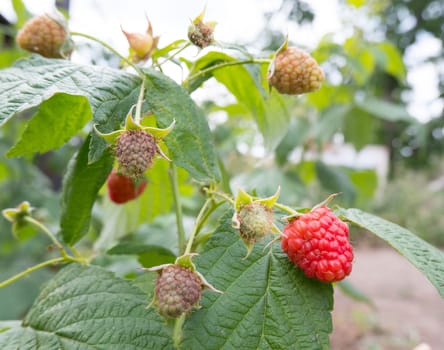 Red and green raspberries and green leaves in the garden, close-up. branch of ripe raspberries in the garden. Red sweet berries grow on a raspberry bush in an orchard