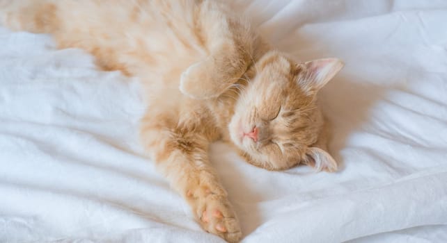 Ginger cat sleeps on a white blanket, cozy home and vacation concept, cute ginger or ginger kitten