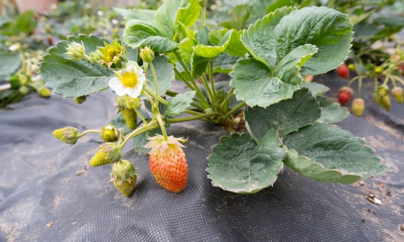 Beds covered with black film with bushes of strawberries. Berries, leaves, flowers.