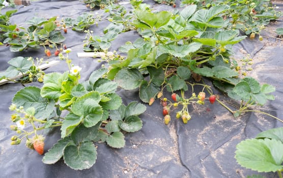 Beds covered with black film with bushes of strawberries. Berries, leaves, flowers.