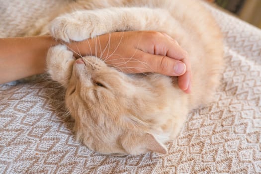 Aggressive red cat attacked the owner's hand. A beautiful cute cat plays with a female hand and bites from funny emotions