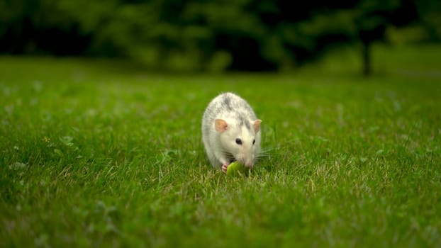 A white rat sits on the grass and eats. Domestic rat walking on the lawn with a piece of apple. 4k