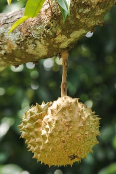 Durian is known as "The King of Fruits" and the meat is delicious