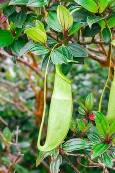 Nepenthes in the natural forest Is a type of animal eating plant