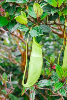 Nepenthes in the natural forest Is a type of animal eating plant